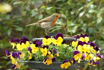 Robin (Erithacus rubecula) among the pansies with mealworm in his beak.