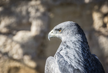 Black-chested buzzard-eagle or Geranoaetus melanoleucus
