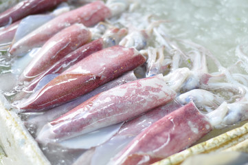close-up fresh squid on iced at market