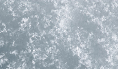 snow as a backdrop. macro