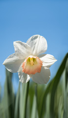 Narzisse (Narcissus)