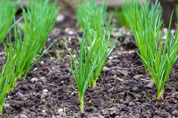 Green onion plantation in the garden
