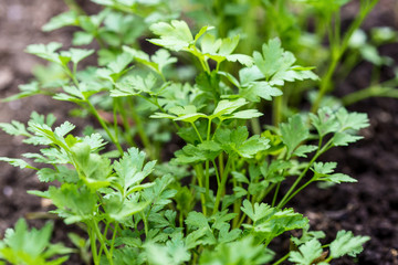 Parsley grows in the garden