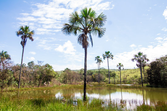 Buriti Tree into a lake