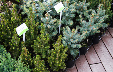 Decorative fir trees in a shop