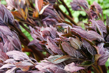 Colorful leaves closeup