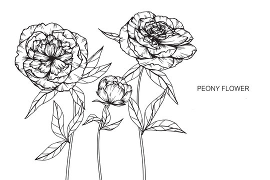 Peony flowers drawing and sketch with line-art on white backgrounds.