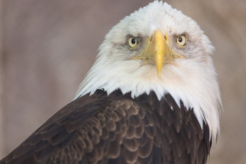 Portrait of a bald eagle. America national symbol. Latin name haliaeetus leucocephalus