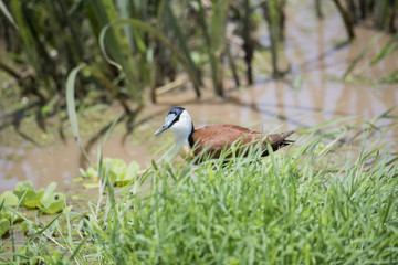 African Jacana (Actophilornis africanus) Walking in a Wet Meadow, Tanzania