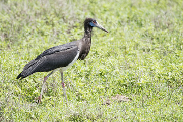 Abdim's stork (Ciconia abdimii) stands in a meadow in Tanzania