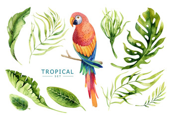 Hand drawn watercolor tropical plants set and  parrot. Exotic pa