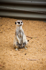 Fototapeta premium meerkat 