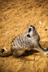Fototapeta premium meerkat 