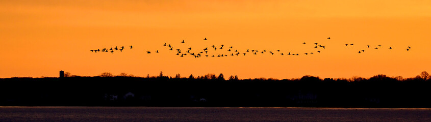 Birds migrating in Rhode Island