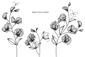 Fototapeta premium Sweet pea flowers drawing and sketch with line-art on white backgrounds.