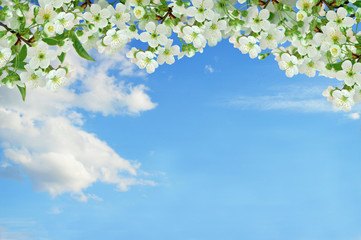 Obraz na płótnie Canvas Blooming cherry. Spring day in the garden. Background