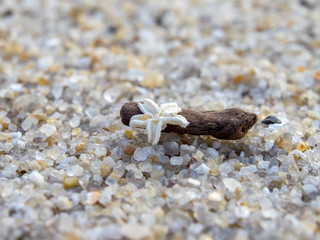 Kleiner Seestern am Strand