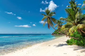 Palm trees on white sand on a tropical beach.