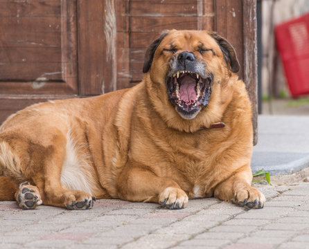 Big Red Dog Laying On The Ground