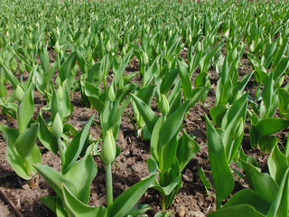 Field of Tulips
