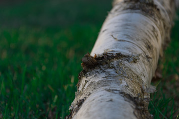 Obraz premium White birch