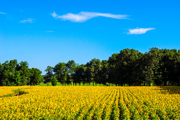 Fototapeta na wymiar Sunflower Field in New England