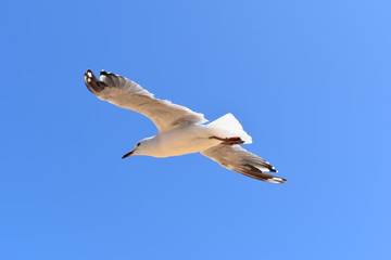 seagull