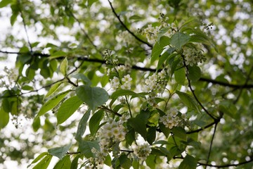 Spring tree flowering. Slovakia