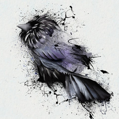 Drawing black Raven, close-up, isolated on white background, with elements of the sketch and spray paint