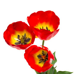 Spring red tulips isolated on white
