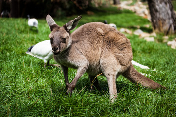 wallaby in Australia