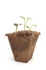 Young sprouts of garden radish in peat pot
