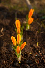 beautiful spring crocus flower on background image