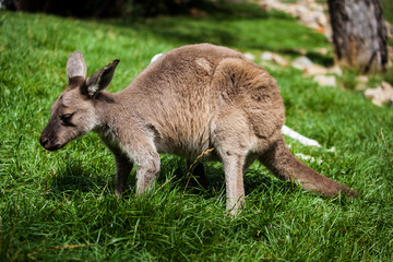 Naklejka na ściany i meble wallaby in Australia