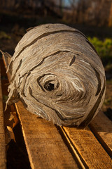 Beautiful aspen hive on a wooden background