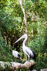 pelican