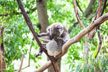 koala