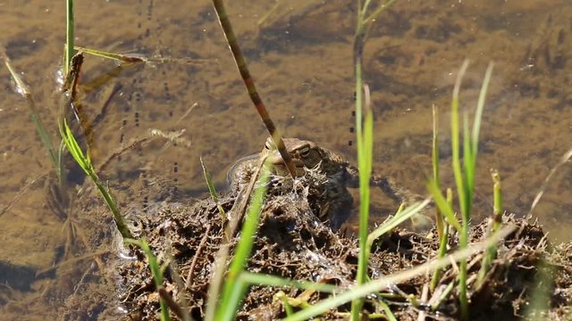 Frog on the river bank in natural habitat