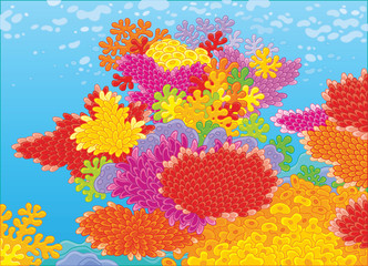 Coral reef in a tropical sea