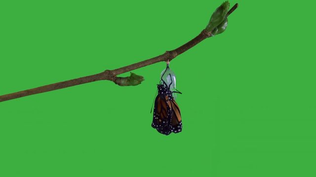 A monarch butterfly emerging from chrysalis GREEN screen version