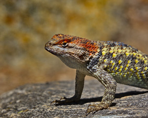 Close up portrait of spiny lizard in Tucson