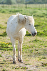 Naklejka na ściany i meble White Camargue horse in a field