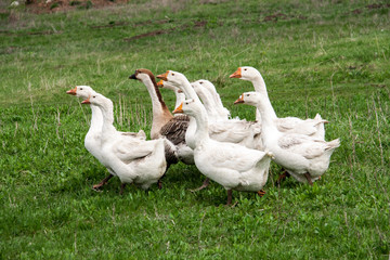 Flock of geese grazing on grass in spring field