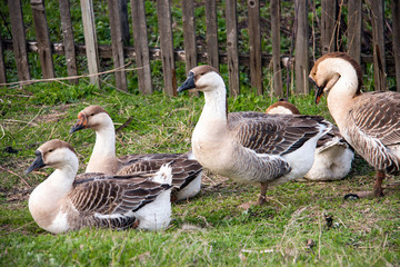 Flock of geese on the grass near the fence