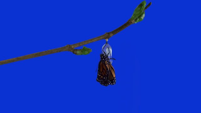 A monarch butterfly emerging from chrysalis BLUE screen version