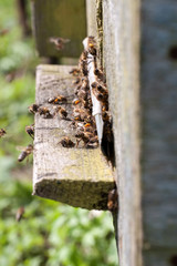 The bees at front hive entrance close-up