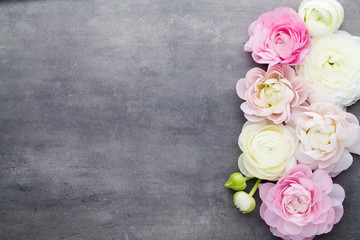 Obraz na płótnie Canvas Beautiful colored ranunculus flowers on a gray background.