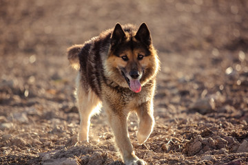 German shepherd dog on walk
