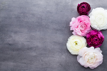 Beautiful colored ranunculus flowers on a gray background.