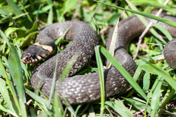 grass snake Natrix natrix in the grass